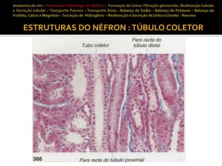 ESTRUTURAS DO NÉFRON : TÚBULO COLETOR

 