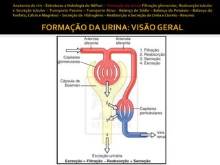 FORMAÇÃO DA URINA: VISÃO GERAL

 