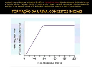 FORMAÇÃO DA URINA: CONCEITOS INICIAIS

 