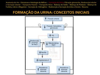 FORMAÇÃO DA URINA: CONCEITOS INICIAIS

 