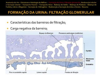 FORMAÇÃO DA URINA: FILTRAÇÃO GLOMERULAR


Características das barreiras de filtração;



Carga negativa da barreira;

 