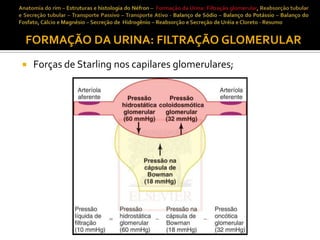 FORMAÇÃO DA URINA: FILTRAÇÃO GLOMERULAR


Forças de Starling nos capilares glomerulares;

 