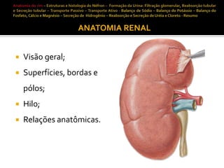 ANATOMIA RENAL


Visão geral;



Superfícies, bordas e
pólos;



Hilo;



Relações anatômicas.

 