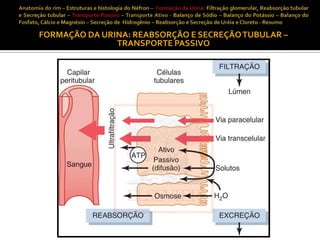 FORMAÇÃO DA URINA: REABSORÇÃO E SECREÇÃO TUBULAR –
TRANSPORTE PASSIVO

 