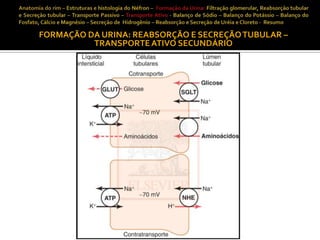 FORMAÇÃO DA URINA: REABSORÇÃO E SECREÇÃO TUBULAR –
TRANSPORTE ATIVO SECUNDÁRIO

 