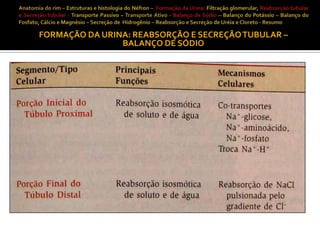 FORMAÇÃO DA URINA: REABSORÇÃO E SECREÇÃO TUBULAR –
BALANÇO DE SÓDIO

 