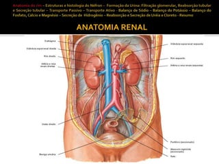 ANATOMIA RENAL

 