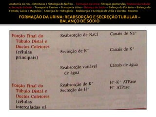 FORMAÇÃO DA URINA: REABSORÇÃO E SECREÇÃO TUBULAR –
BALANÇO DE SÓDIO

 