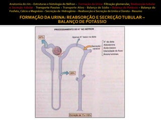 FORMAÇÃO DA URINA: REABSORÇÃO E SECREÇÃO TUBULAR –
BALANÇO DE POTÁSSIO

 