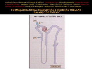 FORMAÇÃO DA URINA: REABSORÇÃO E SECREÇÃO TUBULAR –
BALANÇO DE FOSFATO

 