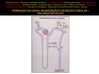 FORMAÇÃO DA URINA: REABSORÇÃO E SECREÇÃO TUBULAR –
BALANÇO DE CÁLCIO

 