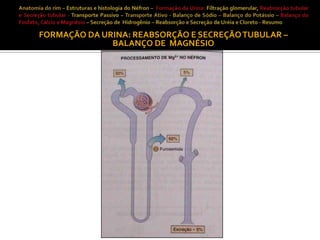 FORMAÇÃO DA URINA: REABSORÇÃO E SECREÇÃO TUBULAR –
BALANÇO DE MAGNÉSIO

 