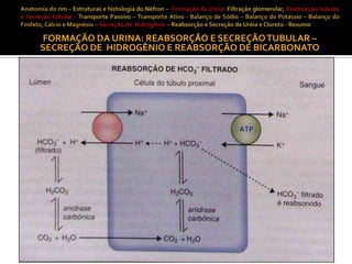 FORMAÇÃO DA URINA: REABSORÇÃO E SECREÇÃO TUBULAR –
SECREÇÃO DE HIDROGÊNIO E REABSORÇÃO DE BICARBONATO

 