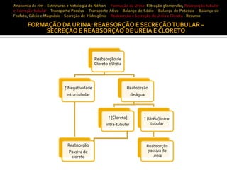 FORMAÇÃO DA URINA: REABSORÇÃO E SECREÇÃO TUBULAR –
SECREÇÃO E REABSORÇÃO DE URÉIA E CLORETO

Reabsorção de
Cloreto e Uréia

↑ Negatividade

Reabsorção

intra-tubular

de água

↑ [Cloreto]
intra-tubular

Reabsorção
Passiva de
cloreto

↑ [Uréia] intratubular

Reabsorção
passiva de
uréia

 