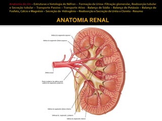 ANATOMIA RENAL

 