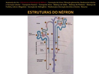 ESTRUTURAS DO NÉFRON

 