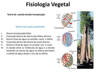 Teoria da coesão-tensão-transpiração
I. Ocorre transpiração foliar
II. A pressão dentro do xilema das folhas diminui
III. Ocorre fluxo de água no sentido: caule  folhas
IV. A pressão dentro do xilema do caule diminui
V. Ocorre o fluxo de água no sentido: raiz  caule
VI. A coesão entre as moléculas de água e a tensão
existente na coluna de água no xilema permitem
a subida da água desde a raiz até as folhas.
Transpiração
Fisiologia Vegetal
Teoria mais aceita atualmente
 