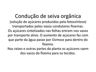 Condução de seiva orgânica
(solução de açúcares produzidos pela fotossíntese)
transportados pelos vasos condutores floemas.
Os açúcares sintetizados nas folhas entram nos vasos
por transporte ativo. O aumento de açúcares faz com
que parte da água passe por Osmose para dentro do
floema.
Nas raízes e outras partes da planta os açúcares saem
dos vasos do floema para os tecidos.
 