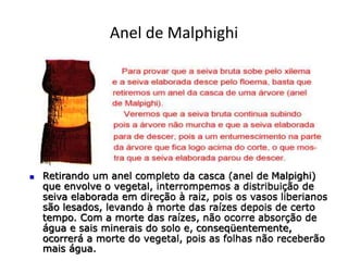 Anel de Malphighi
 Retirando um anel completo da casca (anel de Malpighi)
que envolve o vegetal, interrompemos a distribuição de
seiva elaborada em direção à raiz, pois os vasos liberianos
são lesados, levando à morte das raízes depois de certo
tempo. Com a morte das raízes, não ocorre absorção de
água e sais minerais do solo e, conseqüentemente,
ocorrerá a morte do vegetal, pois as folhas não receberão
mais água.
 