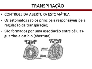 • CONTROLE DA ABERTURA ESTOMÁTICA
- Os estômatos são os principais responsáveis pela
regulação da transpiração;
- São formados por uma associação entre células-
guardas e ostíolo (abertura).
TRANSPIRAÇÃO
 