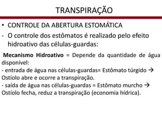 • CONTROLE DA ABERTURA ESTOMÁTICA
- O controle dos estômatos é realizado pelo efeito
hidroativo das células-guardas:
Mecanismo Hidroativo = Depende da quantidade de água
disponível:
- entrada de água nas células-guardas= Estômato túrgido 
Ostíolo abre e ocorre a transpiração.
- saída de água nas células-guardas = Estômato murcho 
Ostíolo fecha, reduz a transpiração (economia hídrica).
TRANSPIRAÇÃO
 