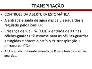 • CONTROLE DA ABERTURA ESTOMÁTICA
- A entrada e saída de água nas células-guardas é
regulado pelos íons K+:
- Presença de luz +  [CO2] = entrada de K+ nas
células-guardas  osmose para as células-guardas
= túrgidas e abrem o ostíolo  transpiração +
entrada de CO2;
- ABA = ajuda no bombeamento de K para fora das células-
guardas.
TRANSPIRAÇÃO
 