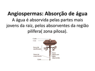 Angiospermas: Absorção de água
A água é absorvida pelas partes mais
jovens da raiz, pelos absorventes da região
pilífera( zona pilosa).
 