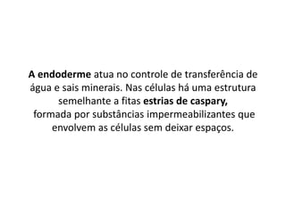 A endoderme atua no controle de transferência de
água e sais minerais. Nas células há uma estrutura
semelhante a fitas estrias de caspary,
formada por substâncias impermeabilizantes que
envolvem as células sem deixar espaços.
 