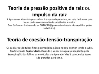 Teoria da pressão positiva da raiz ou
impulso da raiz
A água ao ser absorvida pelas raízes, é empurrada para cima, ou seja, desloca-se para
locais onde a concentração de substâncias é maior.
Esse fenômeno é observado na GUTAÇÃO (água e sais minerais são expelidos pelos
hidatódios).
Teoria de coesão-tensão-transpiração
Os capilares são tubos finos e compridos a água no seu interior tende a subir,
fenômeno de Capilaridade. Quando o vapor de água sai da planta pela
transpiração das folhas as moléculas de água aderidas à parede dos vasos
são puxados para cima.
 