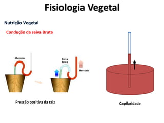 Nutrição Vegetal
Condução da seiva Bruta
Pressão positiva da raiz Capilaridade
Fisiologia Vegetal
 