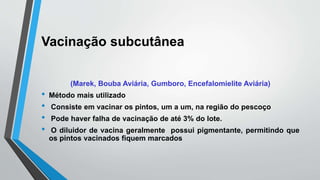 Vacinação subcutânea
(Marek, Bouba Aviária, Gumboro, Encefalomielite Aviária)
• Método mais utilizado
• Consiste em vacinar os pintos, um a um, na região do pescoço
• Pode haver falha de vacinação de até 3% do lote.
• O diluidor de vacina geralmente possui pigmentante, permitindo que
os pintos vacinados fiquem marcados
 