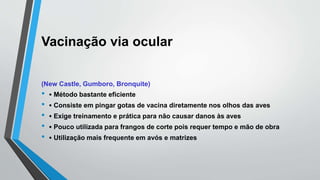 Vacinação via ocular
(New Castle, Gumboro, Bronquite)
• • Método bastante eficiente
• • Consiste em pingar gotas de vacina diretamente nos olhos das aves
• • Exige treinamento e prática para não causar danos às aves
• • Pouco utilizada para frangos de corte pois requer tempo e mão de obra
• • Utilização mais frequente em avós e matrizes
 