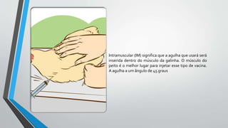 Intramuscular (IM) significa que a agulha que usará será
inserida dentro do músculo da galinha. O músculo do
peito é o melhor lugar para injetar esse tipo de vacina.
A agulha a um ângulo de 45 graus
 