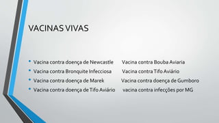 VACINASVIVAS
• Vacina contra doença de Newcastle Vacina contra BoubaAviaria
• Vacina contra Bronquite Infecciosa Vacina contraTifo Aviário
• Vacina contra doença de Marek Vacina contra doença de Gumboro
• Vacina contra doença deTifo Aviário vacina contra infecções por MG
 