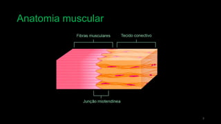 Anatomia muscular
3
 
