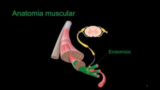 Anatomia muscular
4
Endomísio
 