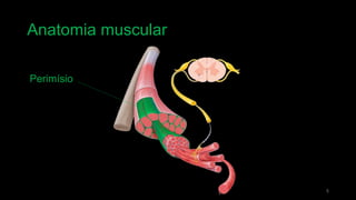Anatomia muscular
5
Perimísio
 