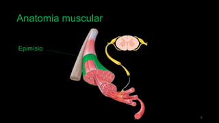 Anatomia muscular
6
Epimísio
 