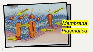 Membrana
Plasmática
 