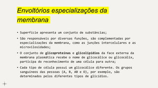 Envoltórios especializações da
membrana
• Superfície apresenta um conjunto de substâncias;
• São responsáveis por diversas funções, são complementadas por
especializações da membrana, como as junções intercelulares e as
microvilosidades;
• O conjunto de glicoproteínas e glicolipídios da face externa da
membrana plasmática recebe o nome de glicocálice ou glicocálix,
participa do reconhecimento de uma célula para outra;
• Cada tipo de célula possui um glicocálice diferente. Os grupos
sanguíneos das pessoas (A, B, AB e O), por exemplo, são
determinados pelos diferentes tipos de glicídios.
 
