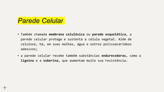 Parede Celular
• Também chamada membrana celulósica ou parede esquelética, a
parede celular protege e sustenta a célula vegetal. Além de
celulose, há, em suas malhas, água e outros polissacarídeos
adesivos;
• a parede celular recebe também substâncias endurecedoras, como a
lignina e a suberina, que aumentam muito sua resistência.
 