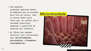 Microvilosidade
• São pequenas
projeções aparecem dobras
da membrana que se projetam
para fora da célula, como
se fossem dedos muito
finos que, em contato com a
cavidade intestinal,
aumentam a superfície de
absorção dos alimentos.
• As fibras que podemos
encontrar com o microscópio
são: microfilamentos,
microtúbulos e filamentos
intermediários.
Esta Foto de Autor desconhecido está licenciada sob CC BY-SA.
 