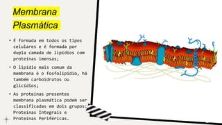 Membrana
Plasmática
• É formada em todos os tipos
celulares e é formada por
dupla camada de lipídios com
proteínas imensas;
• O lipídio mais comum da
membrana é o fosfolipídio, há
também carboidratos ou
glicídios;
• As proteínas presentes
membrana plasmática podem ser
classificadas em dois grupos:
Proteínas Integrais e
Proteínas Periféricas.
 