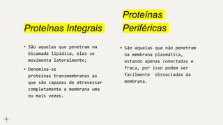 Proteínas Integrais
• São aquelas que penetram na
bicamada lipídica, elas se
movimenta lateralmente;
• Denomina-se
proteínas transmembranas as
que são capazes de atravessar
completamente a membrana uma
ou mais vezes.
• São aquelas que não penetram
na membrana plasmática,
estando apenas conectadas e
fraca, por isso podem ser
facilmente dissociadas da
membrana.
Proteínas
Periféricas
 