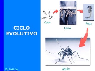CICLO  EVOLUTIVO  By Paulinha 