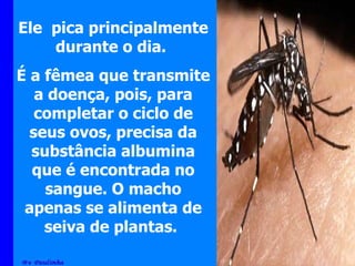 Ele  pica principalmente durante o dia.  É a fêmea que transmite a doença, pois, para completar o ciclo de seus ovos, precisa da substância albumina que é encontrada no sangue. O macho apenas se alimenta de seiva de plantas.   