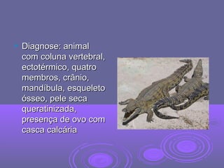  Diagnose: animalDiagnose: animal
com coluna vertebral,com coluna vertebral,
ectotérmico, quatroectotérmico, quatro
membros, crânio,membros, crânio,
mandíbula, esqueletomandíbula, esqueleto
ósseo, pele secaósseo, pele seca
queratinizada,queratinizada,
presença de ovo compresença de ovo com
casca calcáriacasca calcária
 