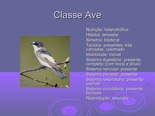 Classe AveClasse Ave
 Nutrição: heterotróficaNutrição: heterotrófica
 Hábitat: terrestreHábitat: terrestre
 Simetria: bilateralSimetria: bilateral
 Tecidos: presentes, trêsTecidos: presentes, três
camadas, celomadocamadas, celomado
 Mobilidade: móvelMobilidade: móvel
 Sistema digestório: presente,Sistema digestório: presente,
completo (com boca e ânus)completo (com boca e ânus)
 Sistema nervoso: presenteSistema nervoso: presente
 Sistema excretor: presenteSistema excretor: presente
 Sistema respiratório: presente,Sistema respiratório: presente,
pulmãopulmão
 Sistema circulatório: presente,Sistema circulatório: presente,
fechadofechado
 Reprodução: sexuadaReprodução: sexuada
 