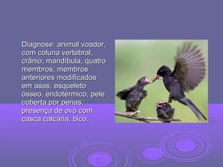  Diagnose: animal voador,Diagnose: animal voador,
com coluna vertebral,com coluna vertebral,
crânio, mandíbula, quatrocrânio, mandíbula, quatro
membros, membrosmembros, membros
anteriores modificadosanteriores modificados
em asas, esqueletoem asas, esqueleto
ósseo, endotérmico, peleósseo, endotérmico, pele
coberta por penas,coberta por penas,
presença de ovo compresença de ovo com
casca calcária, bico.casca calcária, bico.
 