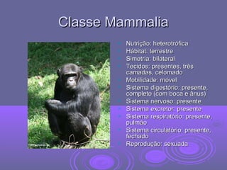 Classe MammaliaClasse Mammalia
 Nutrição: heterotróficaNutrição: heterotrófica
 Hábitat: terrestreHábitat: terrestre
 Simetria: bilateralSimetria: bilateral
 Tecidos: presentes, trêsTecidos: presentes, três
camadas, celomadocamadas, celomado
 Mobilidade: móvelMobilidade: móvel
 Sistema digestório: presente,Sistema digestório: presente,
completo (com boca e ânus)completo (com boca e ânus)
 Sistema nervoso: presenteSistema nervoso: presente
 Sistema excretor: presenteSistema excretor: presente
 Sistema respiratório: presente,Sistema respiratório: presente,
pulmãopulmão
 Sistema circulatório: presente,Sistema circulatório: presente,
fechadofechado
 Reprodução: sexuadaReprodução: sexuada
 